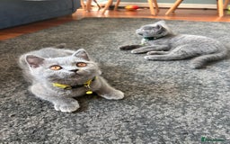 British Shorthair cats for sale: Lovely mom's 1st kittens! - Image 5
