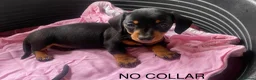 Miniature Dachshund dogs for sale: Miniature Dachshund Girls Ready to go now in Ashbourne - Advert 6