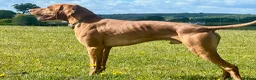 Hungarian Vizsla dogs for sale: Crufts Best in Show & Elite working Bloodlines - Advert 12