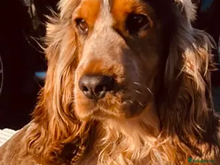 Cocker Spaniel dogs 2 PROVEN/HEALTH CLEAR KC Show Cocker Spaniels Stud - Advert 11