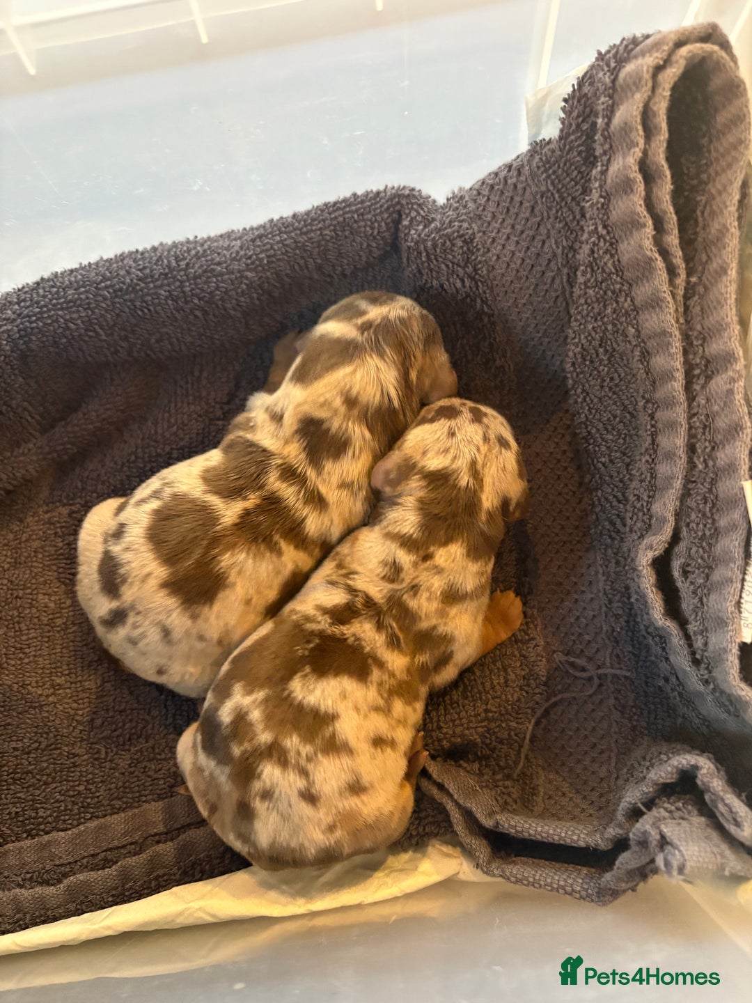 Dachshund dogs for sale: Dachshunds for Sale - Advert 6