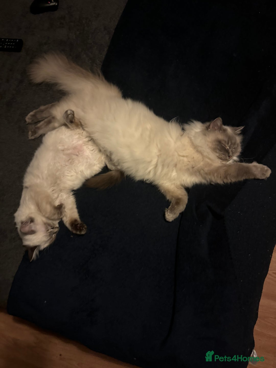 Ragdoll cats for sale: 2 Ragdoll babies available… NOW  - Advert 18