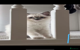 Ragdoll cats for sale: ✨Adorable Male ragdoll kitten.blue eyes grey tips - Image 1