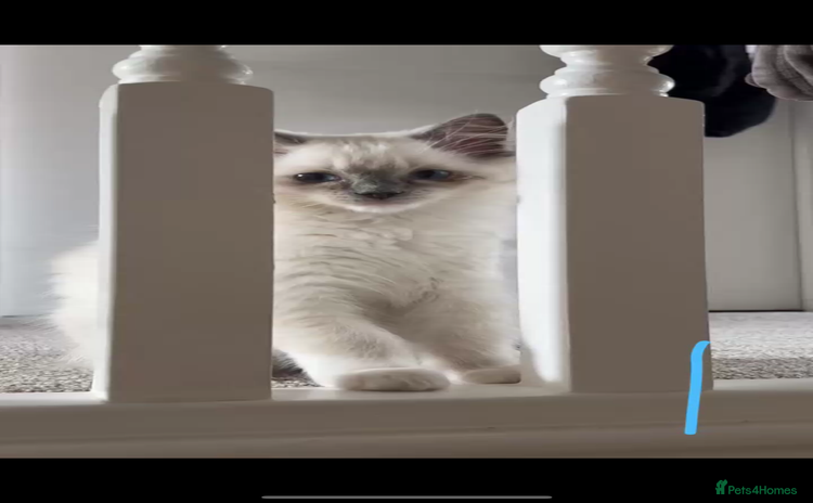 Ragdoll cats - Advert 1