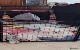 Maltese dogs for sale: Mini Maltese Puppys - Image 13