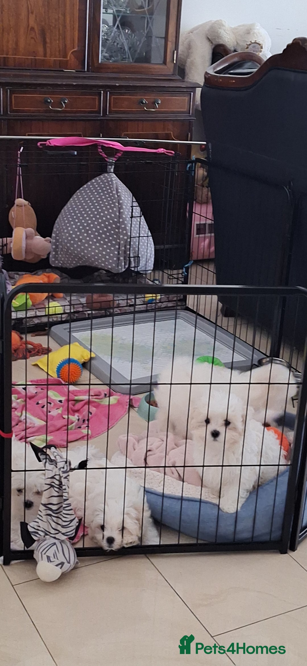 Maltese dogs for sale: Mini Maltese Puppys - Image 13