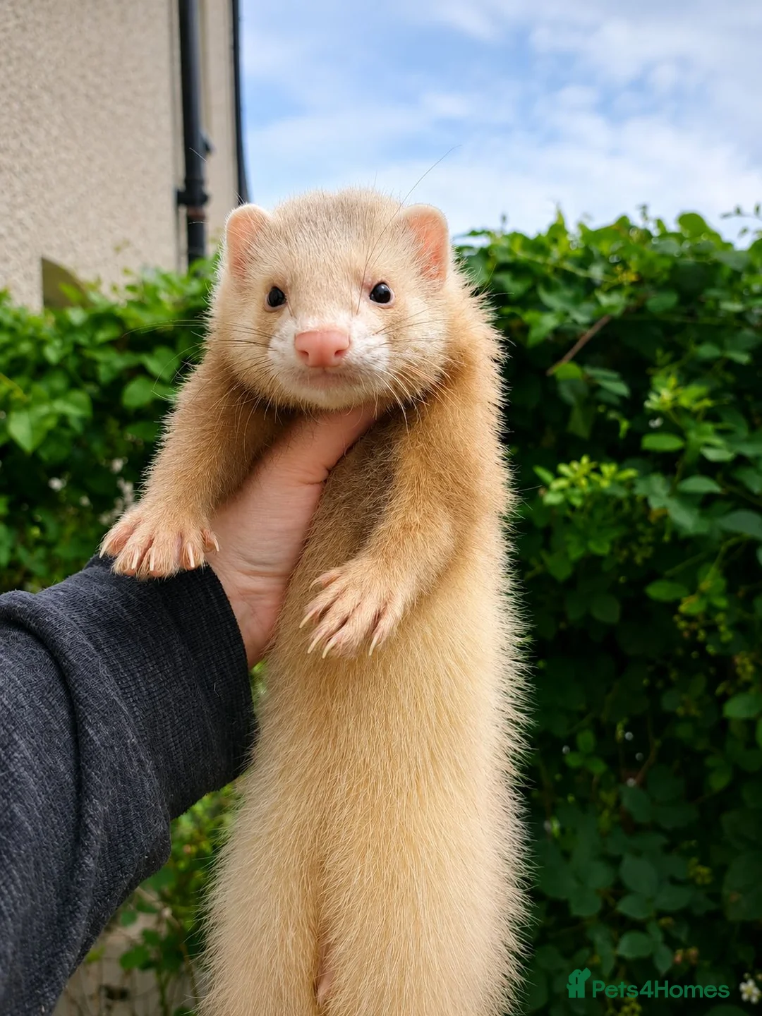 Ferret rodents for sale: Angora hob kits in Solihull - Advert 2