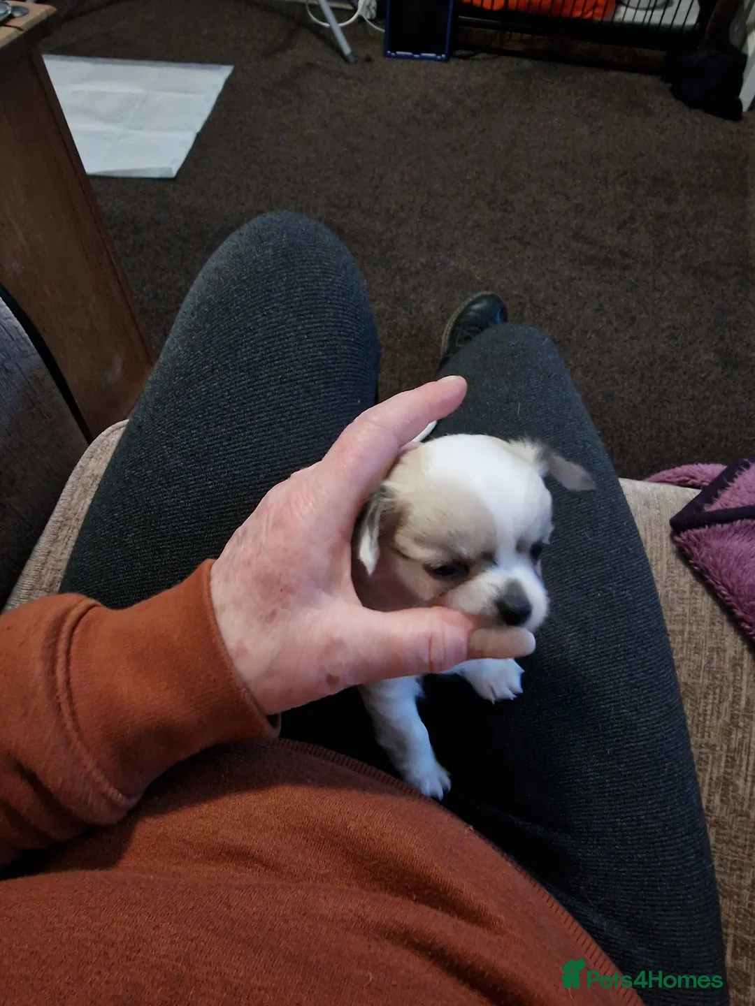 Chihuahua dogs for sale: Chihuahua boy puppy long hair - Advert 4