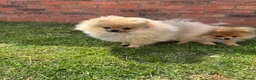 Pomeranian dogs for sale: Teddy face Pomeranians  - Advert 14