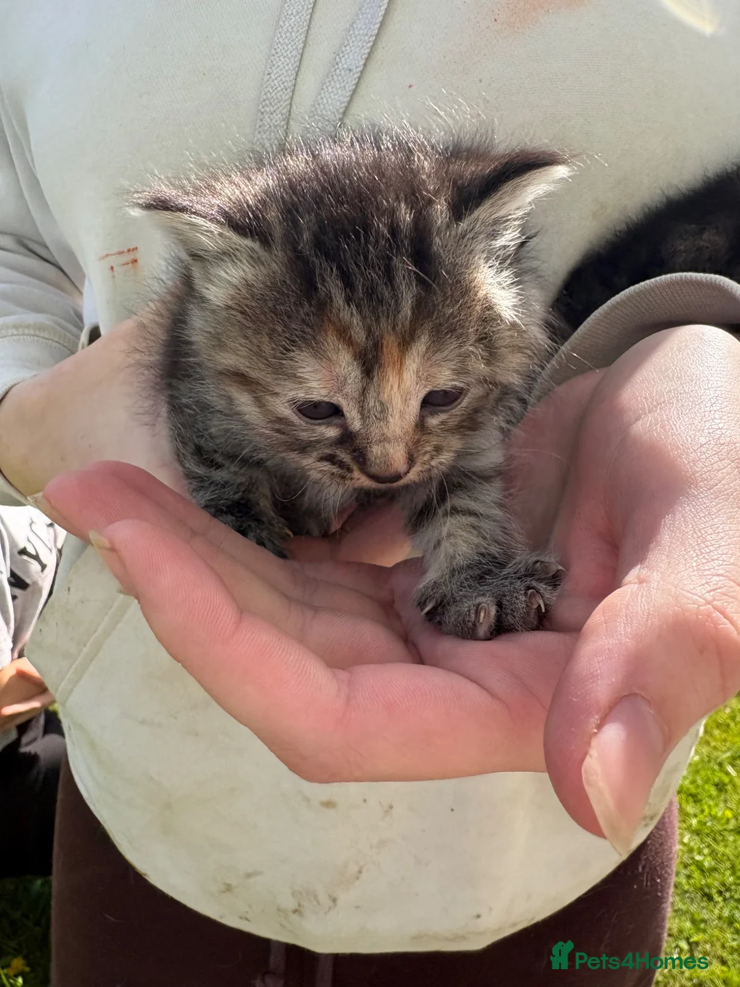 Mixed Breed cats for sale: Mixed breed kittens  - Advert 7