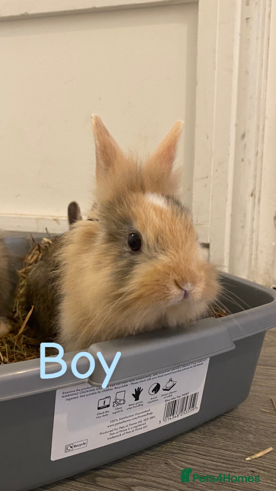 Mixed Breed rabbits 2 Bunnies For Sale  - Advert 12