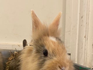 Mixed Breed rabbits 2 Bunnies For Sale - Advert 12