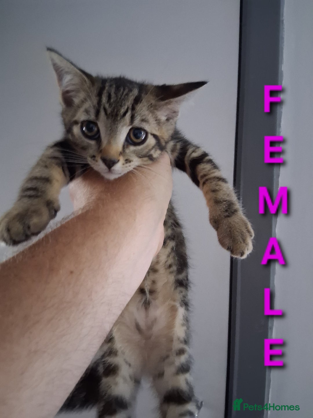 Mixed Breed cats for sale: 10 week old kittens available  - Image 7