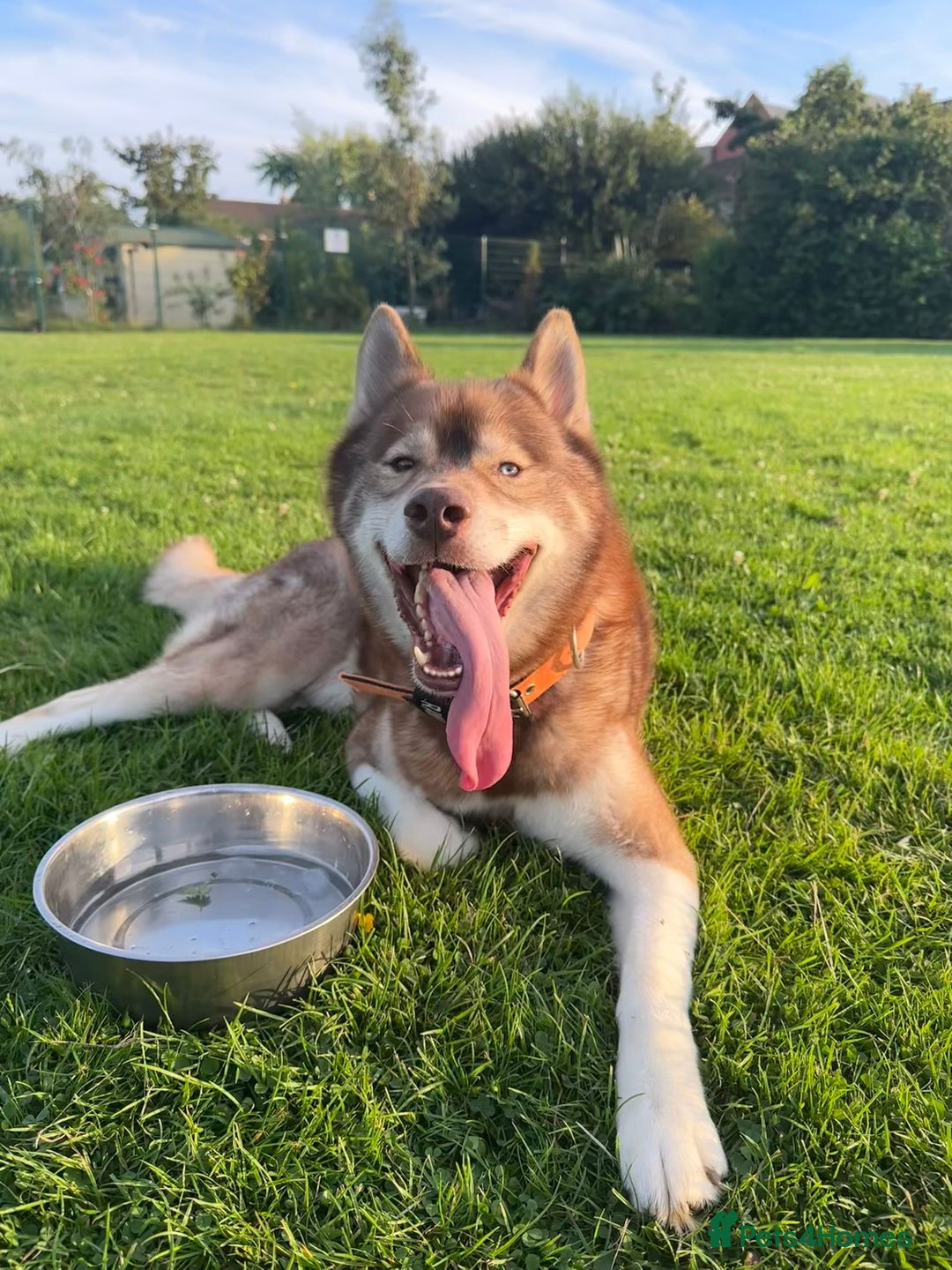 Siberian Husky dogs for stud: GOLDEN BOY PROVEN SIBERIAN HUSKY STUD!🏆🏆🏆 - Image 6