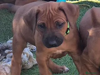 Rhodesian Ridgeback dogs BEAUTIFUL! RHODESIAN RIDGEBACK PUPS! Ready 7th may - Advert 2
