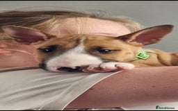 English Bull Terrier dogs for sale: English bull terrier !!! Last boy !!! - Image 1