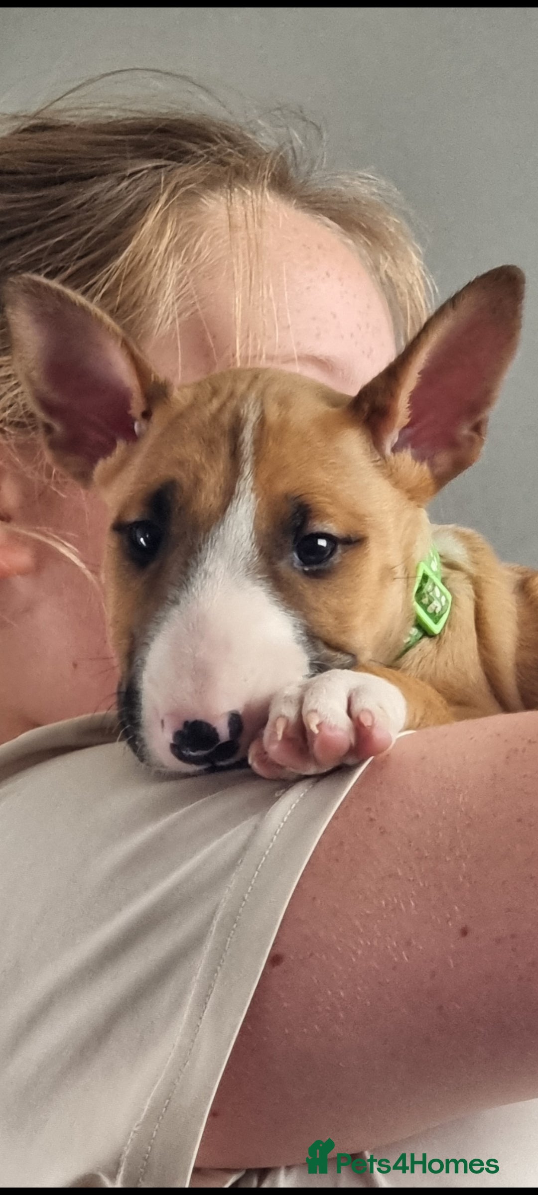 English Bull Terrier dogs for sale: English bull terrier !!! Last boy !!! - Image 1