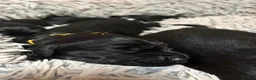 Flat coated Retriever dogs for sale: Flat coat retriever puppies for sale - Advert 21