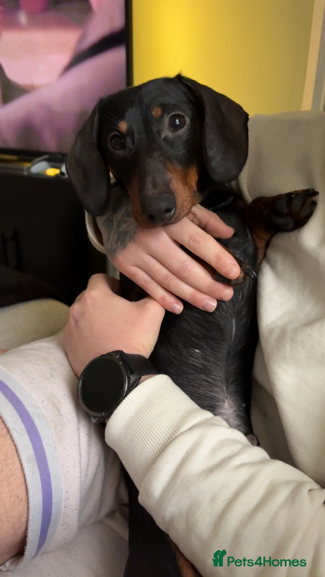 Miniature Dachshund dogs for stud:  STUD, Joey our beautiful Black and Tan dachshund in Merthyr Tydfil - Advert 3