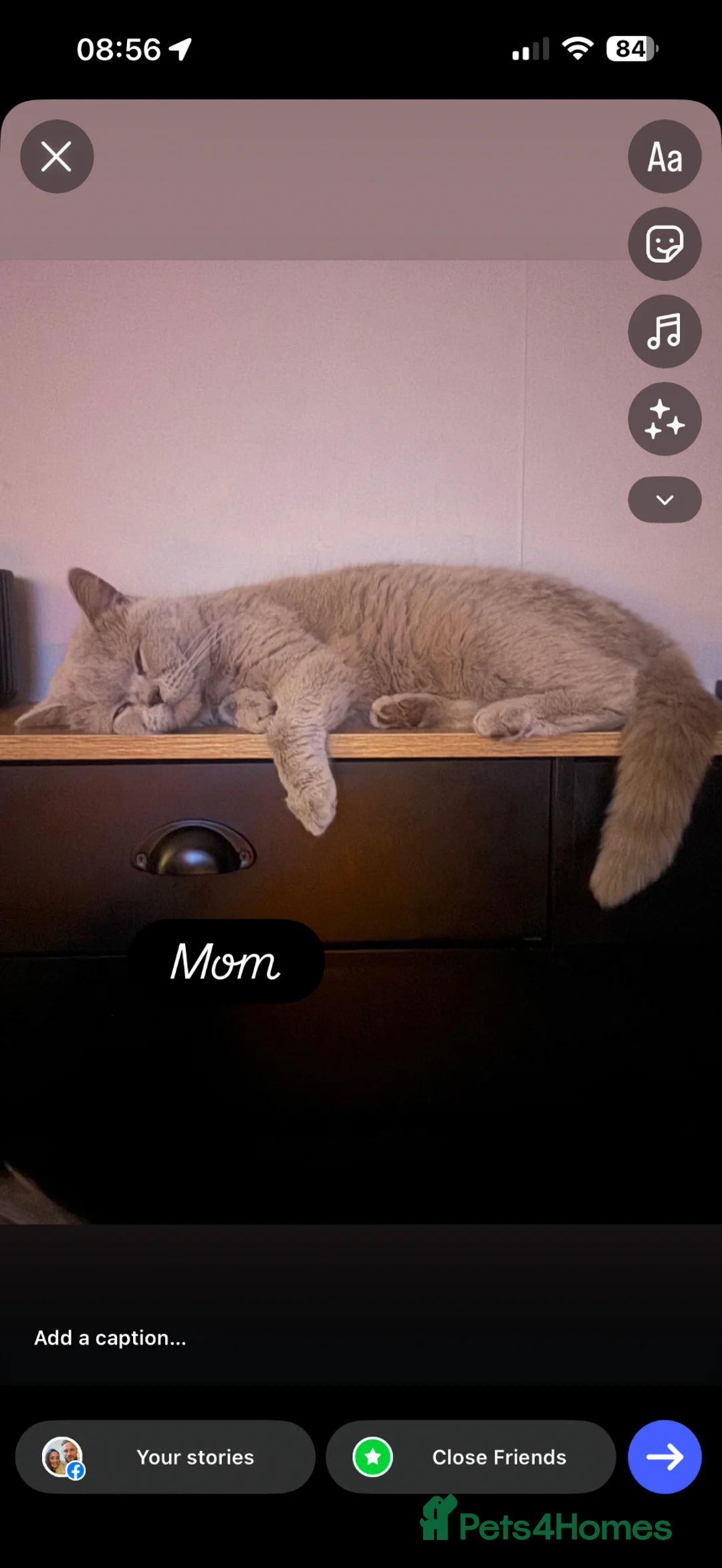 British Shorthair cats for sale: British shorthair x Persian  - Advert 12