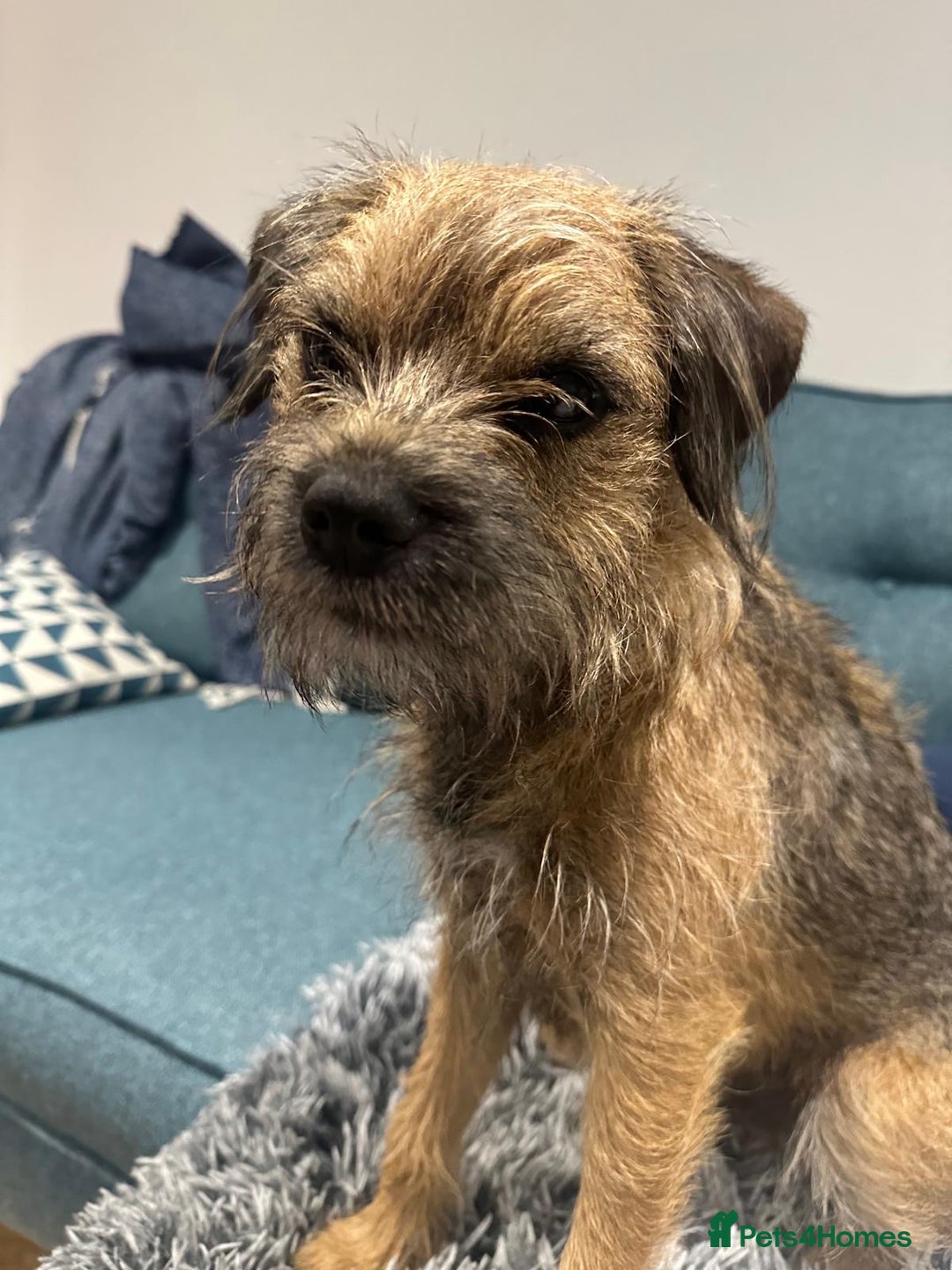 Border Terrier dogs for sale: Outstanding Quality KC Border Terriers  - Image 9
