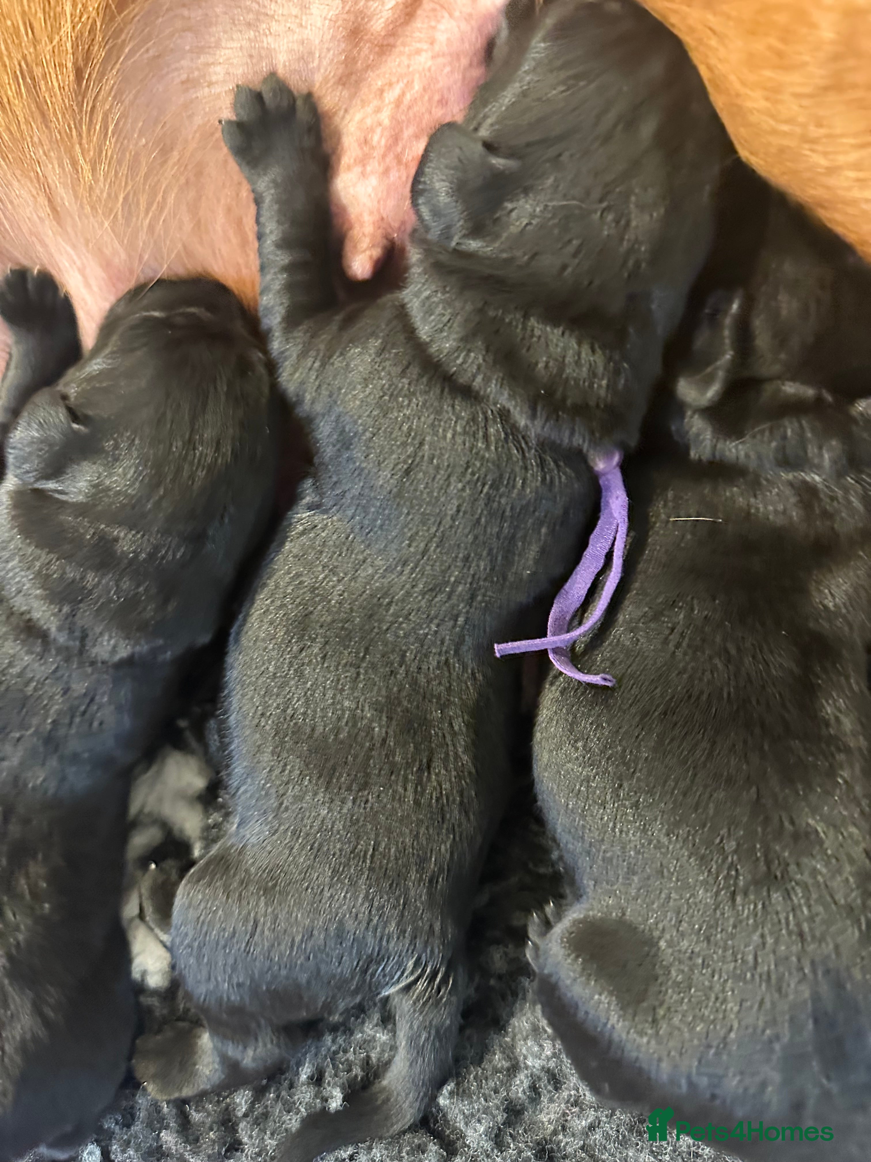 Labrador Retriever dogs Rosie's Litter Of Black Puppies - Advert 2