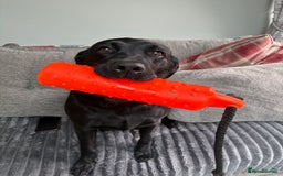 Labrador Retriever dogs for sale: Stunning kc labradors  - Image 14