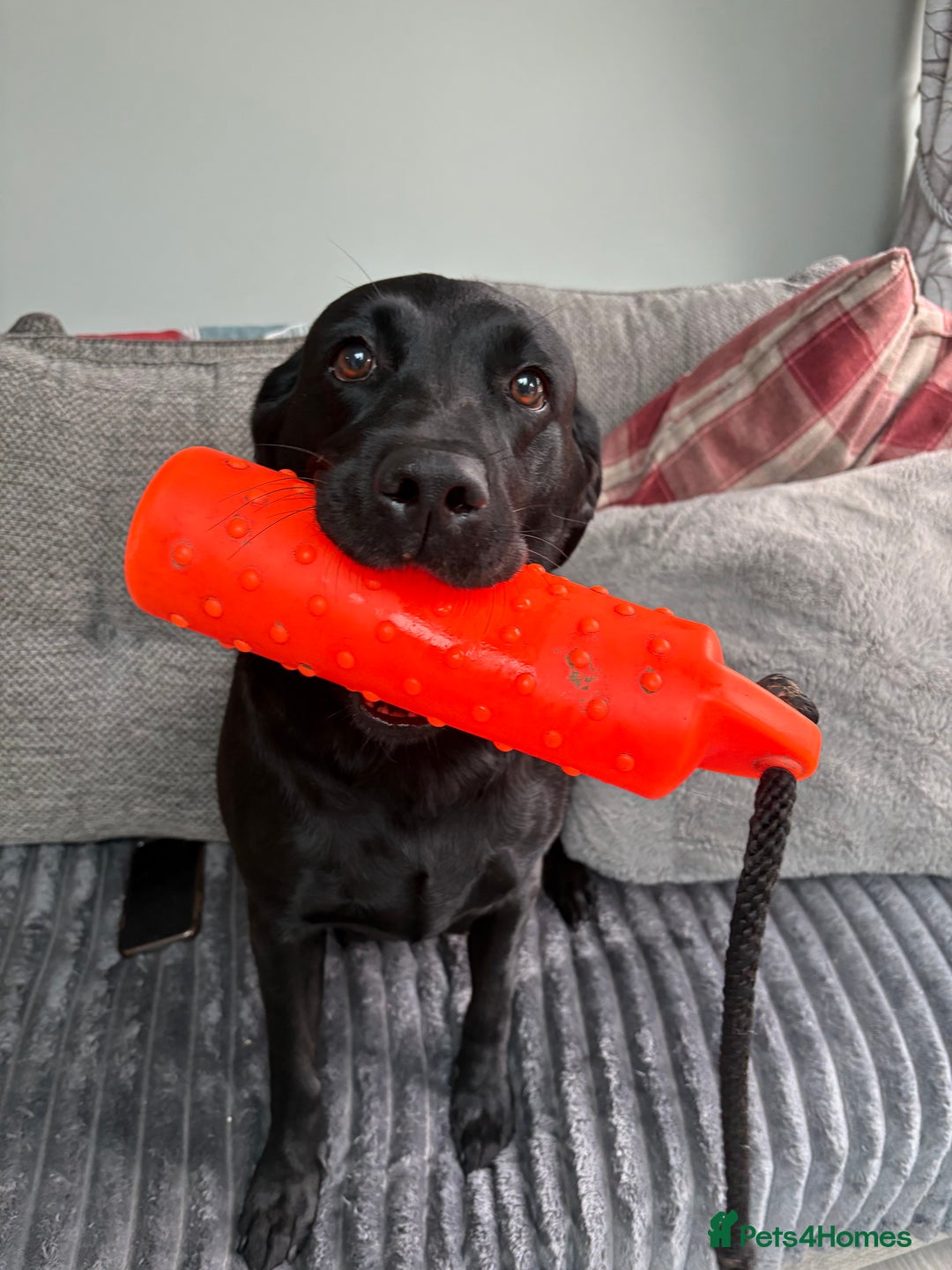 Labrador Retriever dogs for sale: Stunning kc labradors  - Image 14