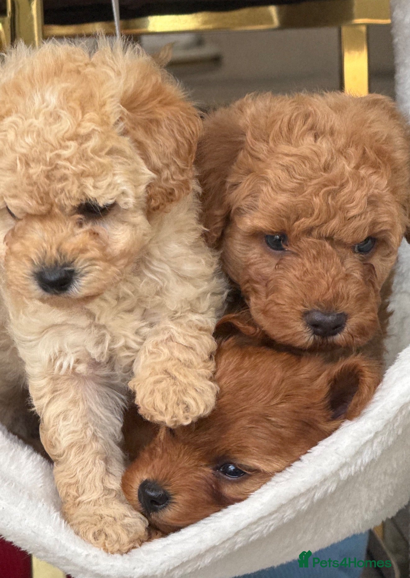 Toy Poodle dogs The cutest Toy poodle puppies - Advert 11