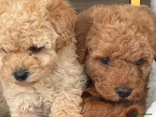 Toy Poodle dogs The cutest Toy poodle puppies - Advert 11