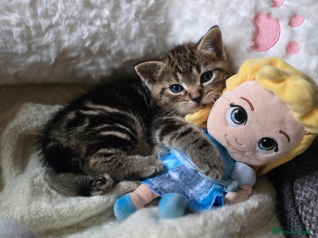 Domestic Shorthair cats for sale: Beautiful male tabby - Advert 7