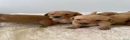 Goldador dogs for sale: GORGEOUS GOLDADORS  - Advert 14