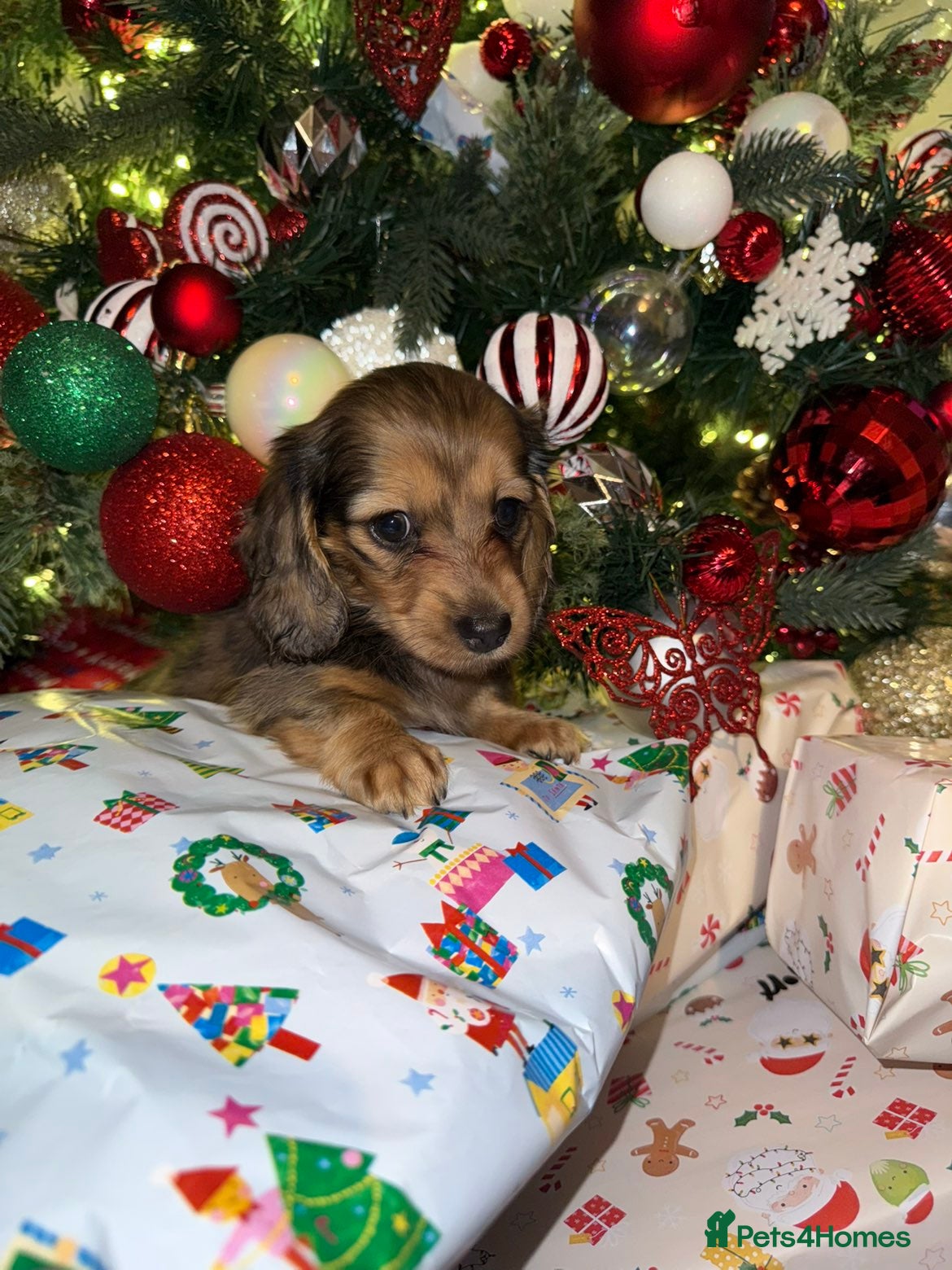 Miniature Dachshund dogs Long haired miniature dachshund - Advert 17