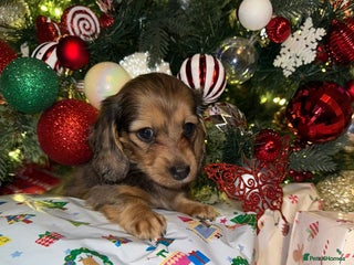 Miniature Dachshund dogs Long haired miniature dachshund - Advert 12