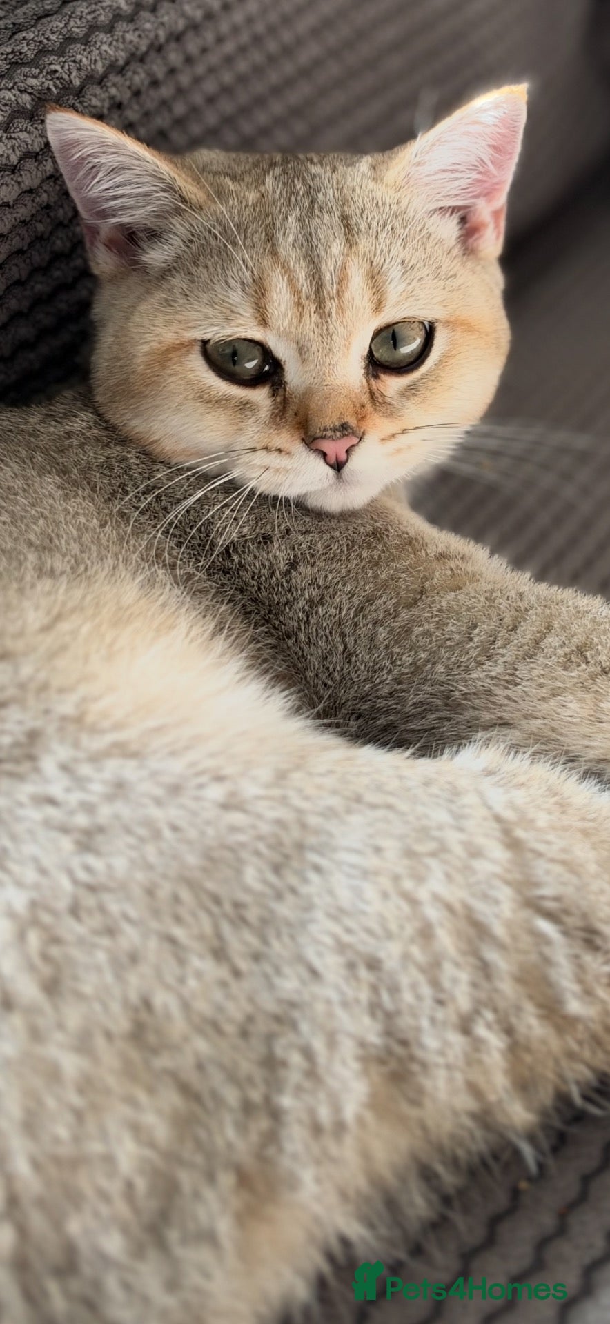British Shorthair cats Ready Now /GCCF Golden BSH Kittens  - Advert 2