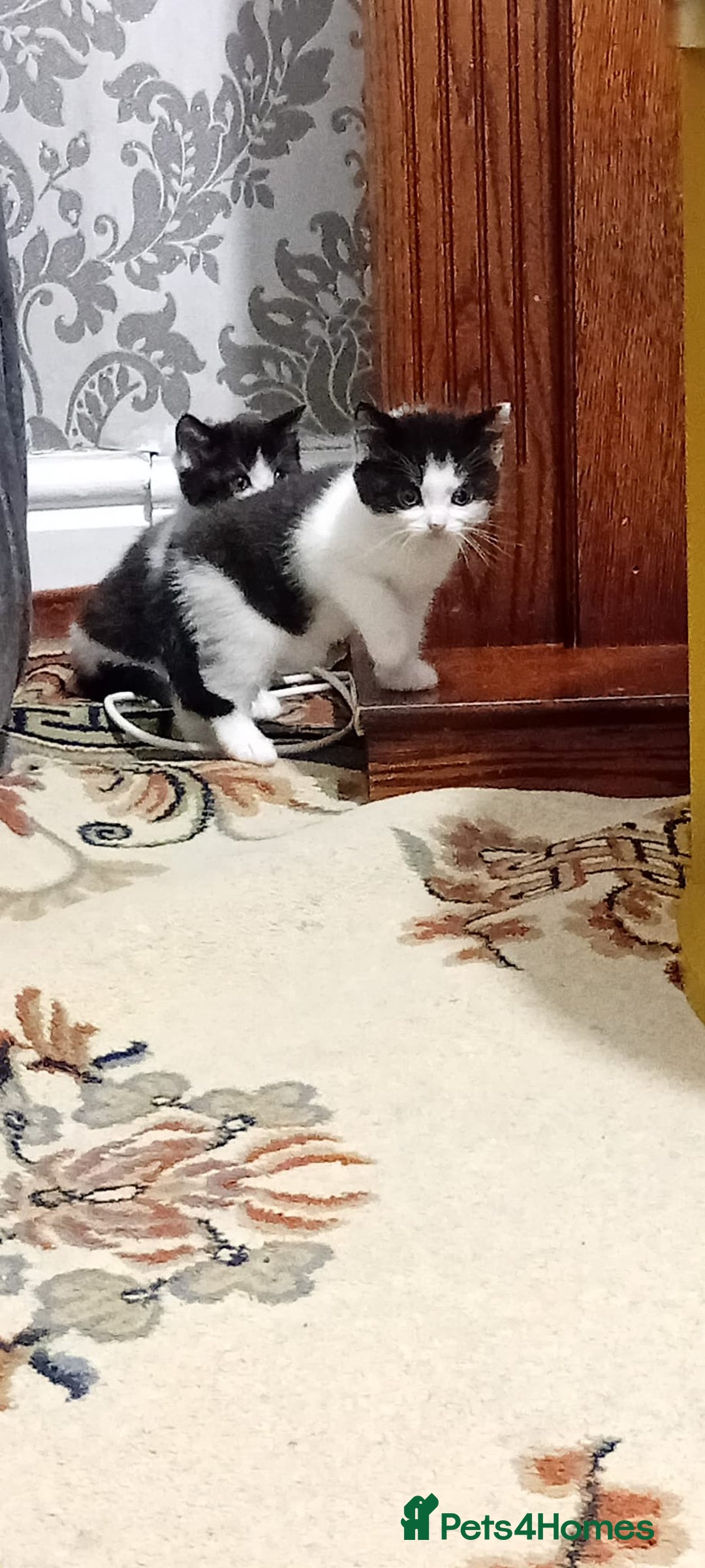 British Shorthair cats for sale: Black and white cat - Advert 6