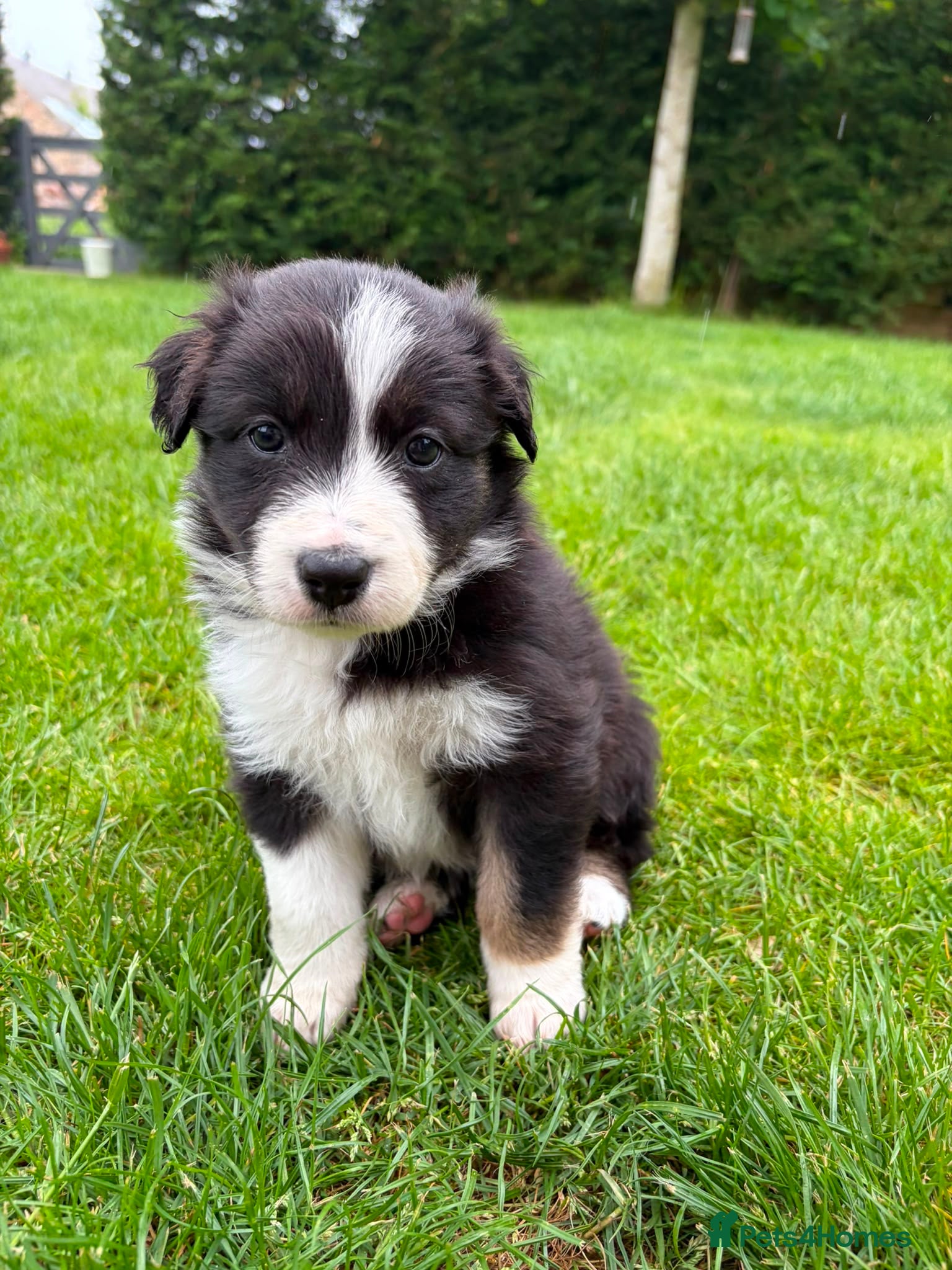 Mixed Breed dogs ✨ Beautiful Border Aussie Puppies ✨ - Advert 2