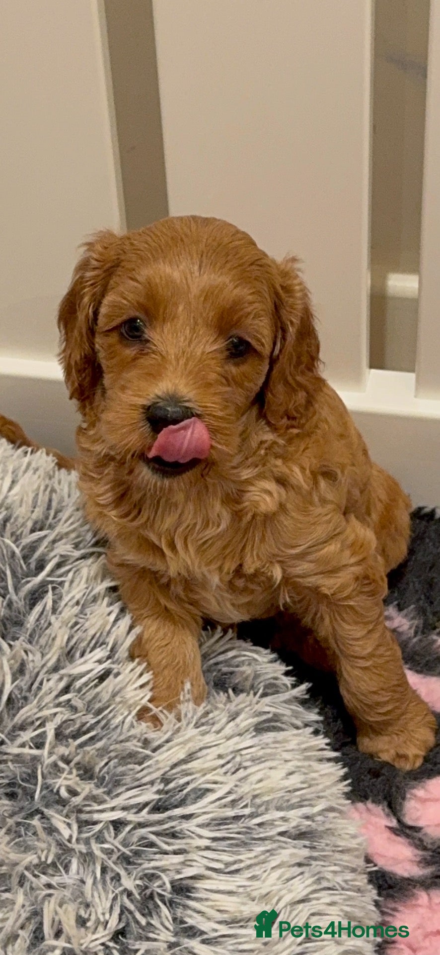 Mixed Breed dogs Gergeous Red & Apricot Mini Doodle Puppis - Advert 1