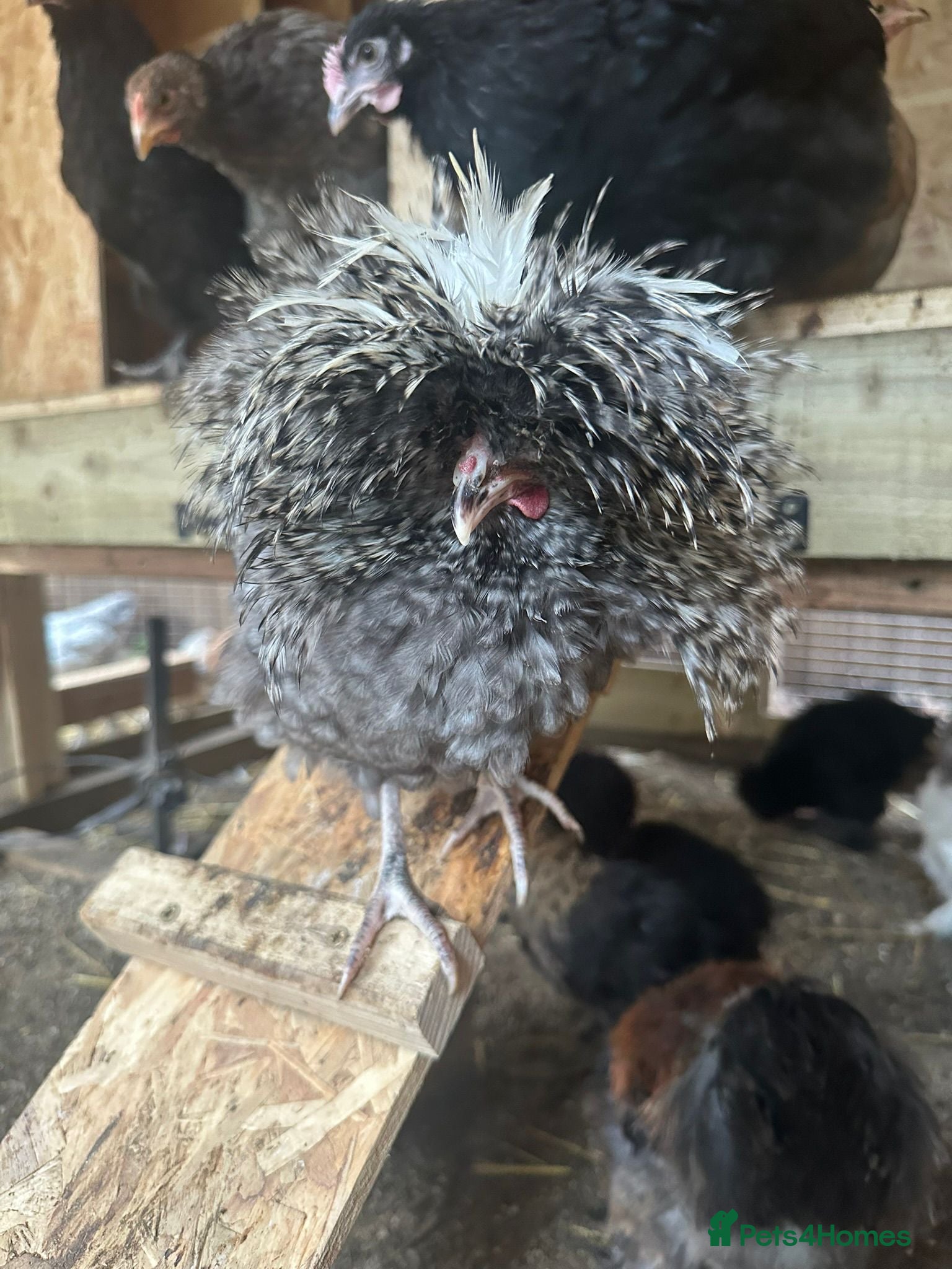 Chickens poultry Silkie, polish frizzle ,seramas,pekin bantam  - Advert 4