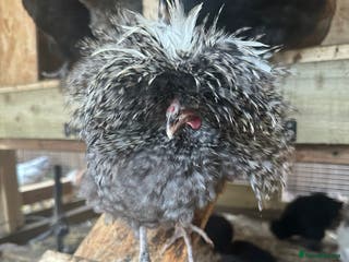 Chickens poultry Silkie, polish frizzle ,seramas,pekin bantam - Advert 1