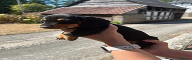 Miniature Dachshund 7