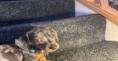 Dachshund dogs - Advert 4