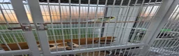 Budgerigars birds for sale: Pair budgies  - Advert 3