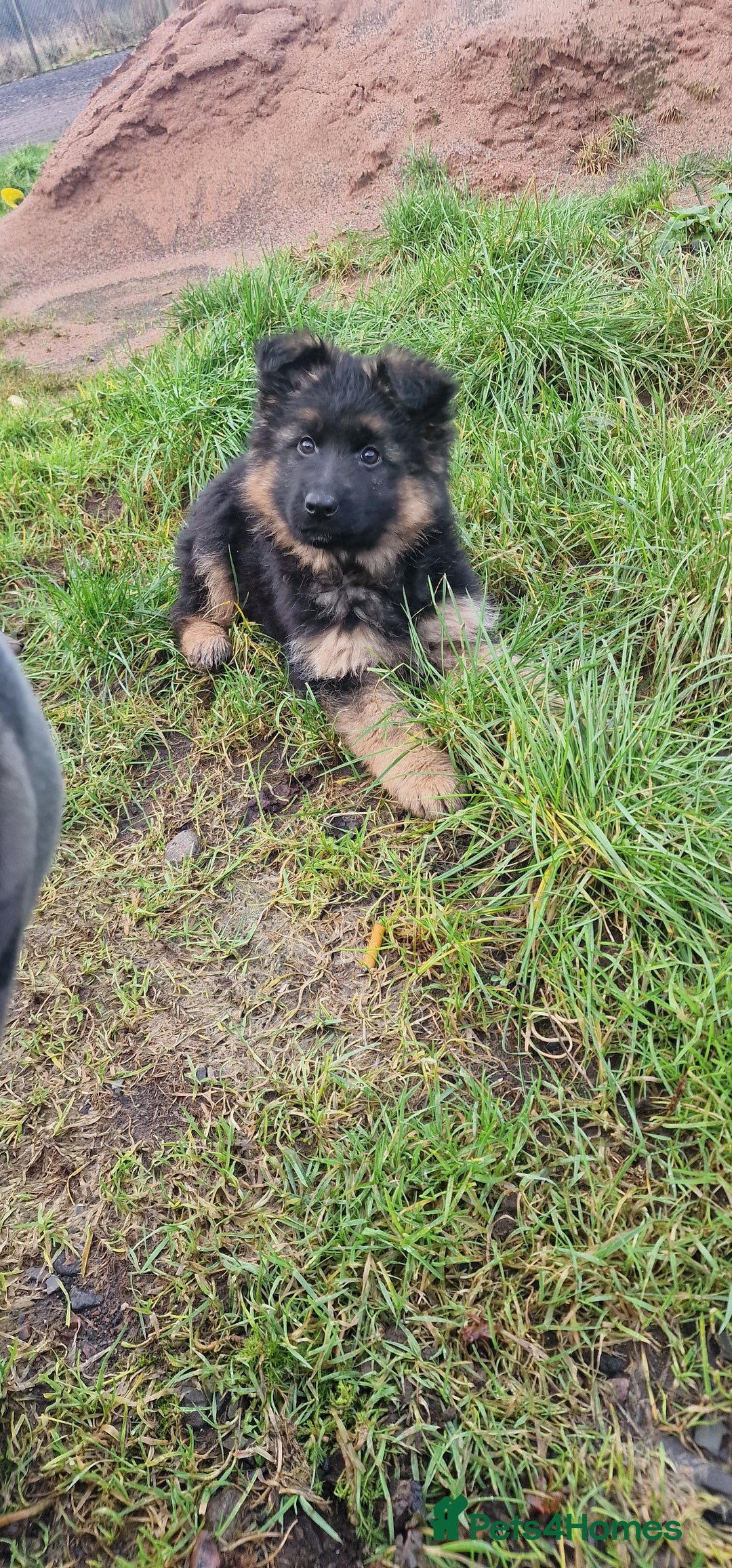 German Shepherd dogs for sale: German Shepherd pups  - Advert 16