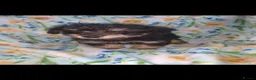 Jackapoo dogs for sale: Jackapoo puppies  in Huntingdon - Advert 7