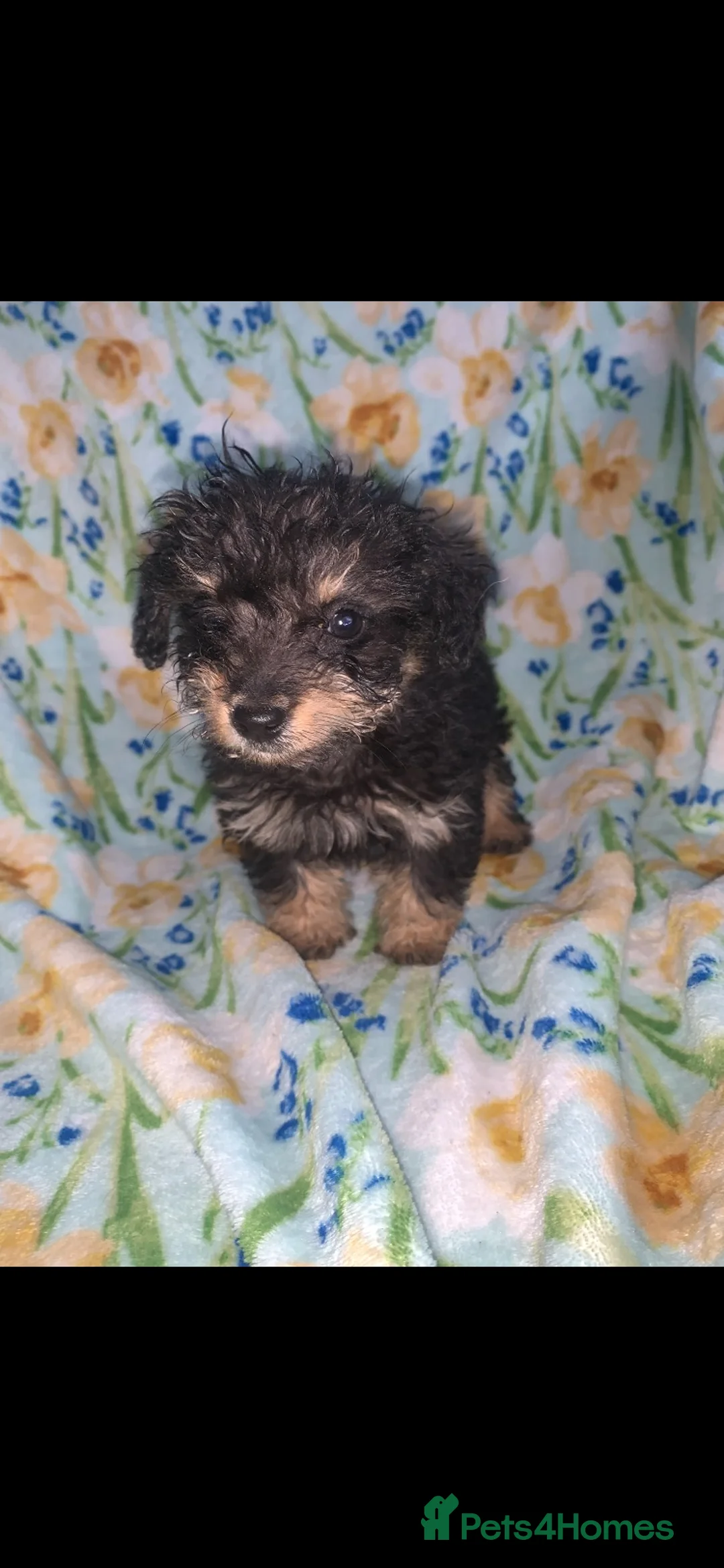 Jackapoo dogs for sale: Jackapoo puppies  in Huntingdon - Advert 7