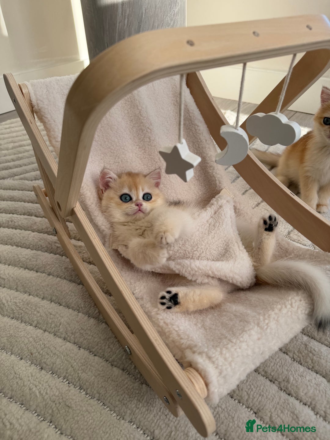 British Shorthair cats for sale: Golden British shorthair kittens - Advert 24