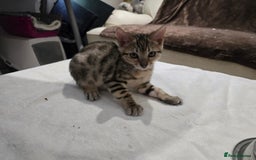Bengal cats for sale: Bengal kittens - Image 11