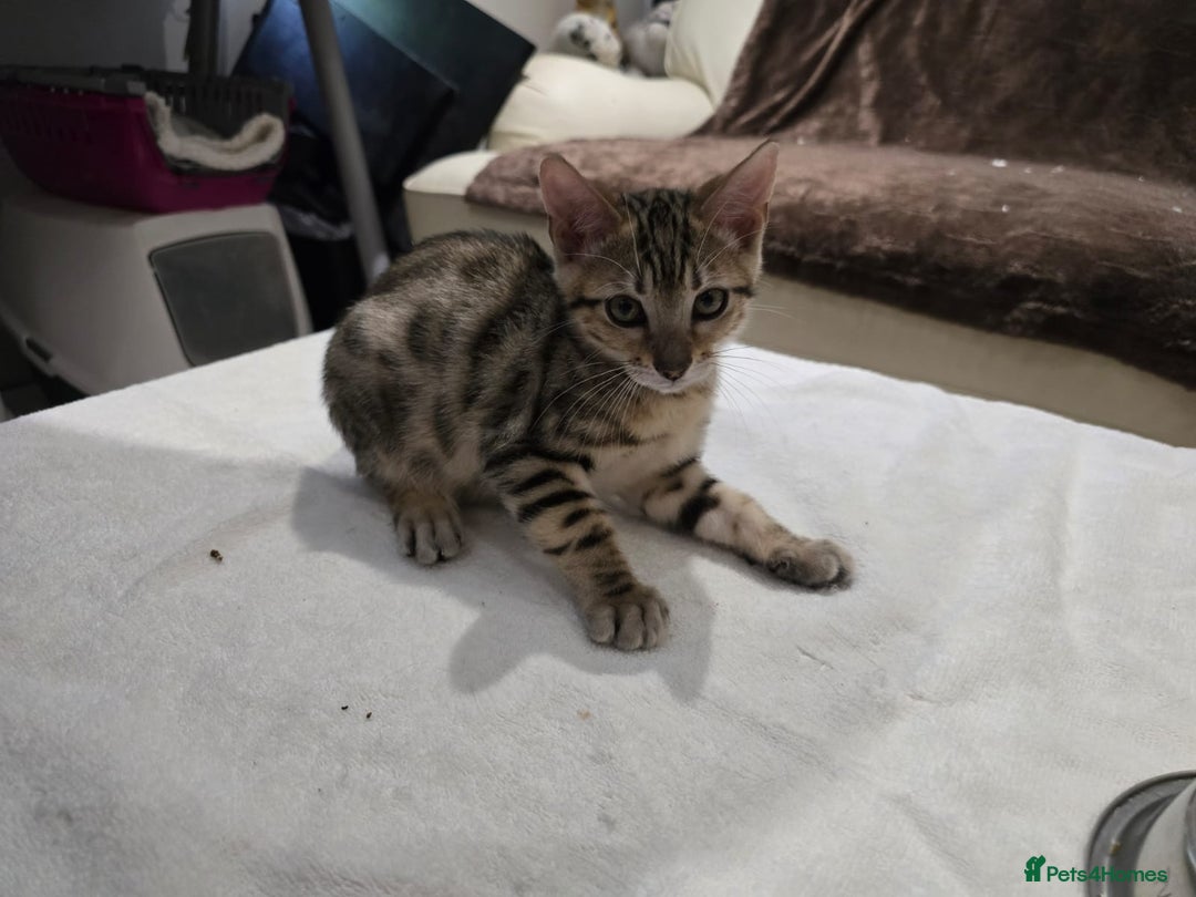Bengal cats for sale: Bengal kittens - Image 11
