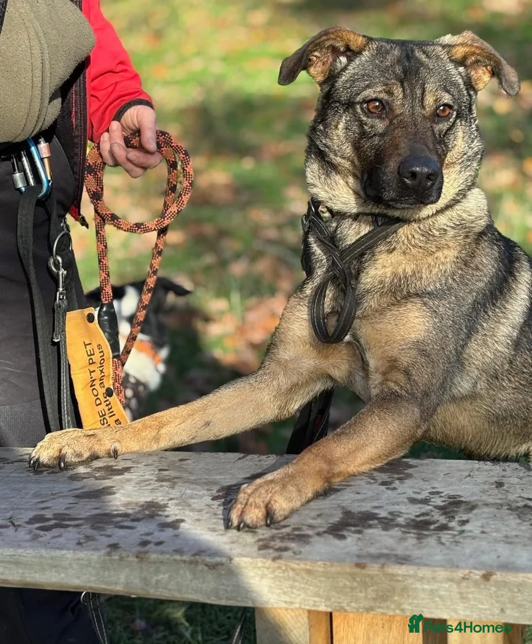 Mixed Breed dogs for adoption: Luna was stood up.... in Kidderminster - Advert 19